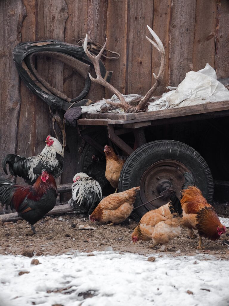 cold weather chicken care outdoors