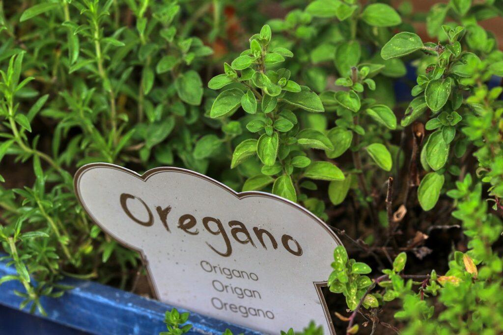 oregano, herbs, bed