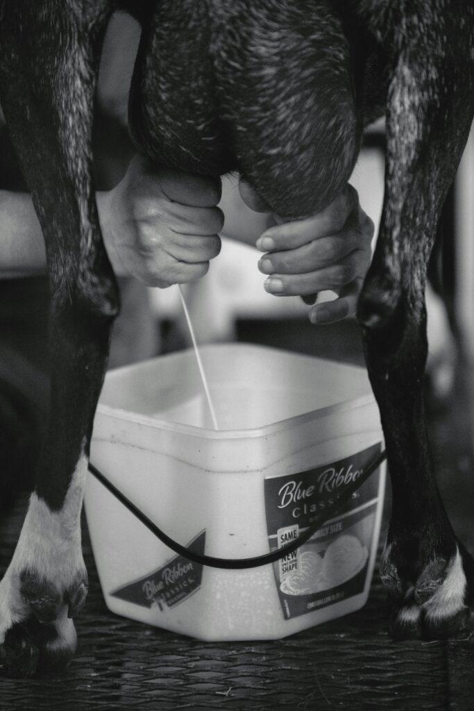 Black and white capture of goat being milked by hand into a container.