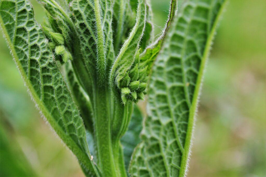 true comfrey, comfrey, flower background, common comfrey, drug comfrey, common wallwurz, beinwurz, bee herbs, harmful healing root, wundallheil, beautiful flowers, symphytum officinale, plant, flower, bells, nature, flower wallpaper, robbery-leaf plant, garden