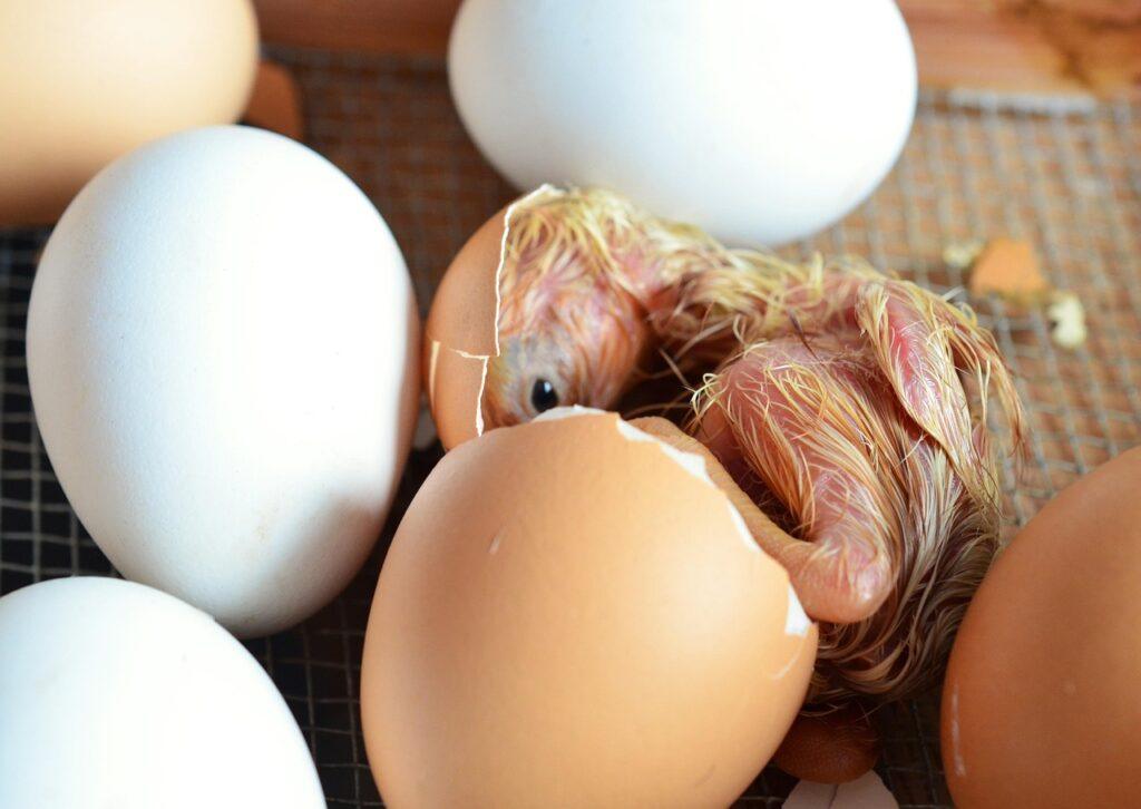 american bresse chick, hatch, egg, chicken, eggshell, poultry, hatched, country life, cub, chick, hatch, hatch, hatch, hatch, hatch, hatched