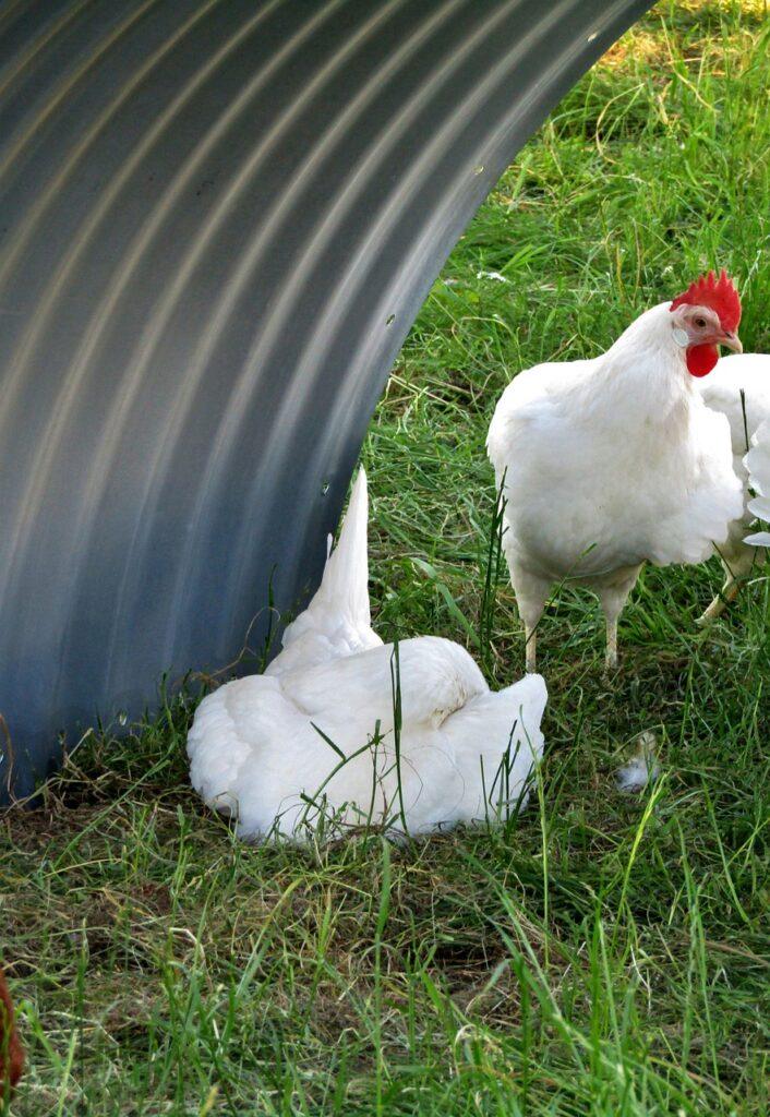 hen, chicken, rest break, white, chicken mobile, poultry, agriculture, single shot, foraging