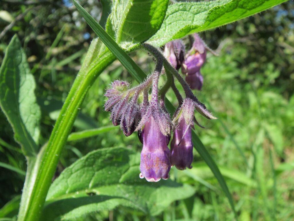 symphytum officinale, common comfrey uses, true comfrey, quaker comfrey benefits, cultivated comfrey, boneset, knitbone, consound, slippery-root, wildflower, macro, flora, botany, symphytum officinale, symphytum officinale, symphytum officinale, symphytum officinale, symphytum officinale