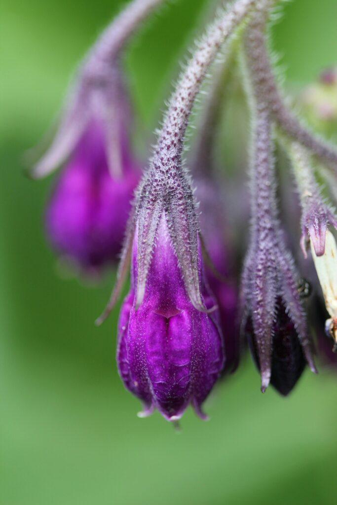 Macro shot of vibrant purple comfrey flowers blooming against a lush green background.
