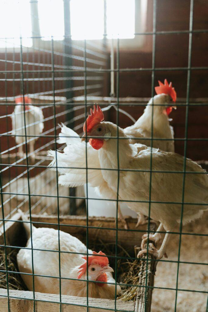 A group of american bresse winter laying chickens inside a rustic henhouse, captured in natural light.