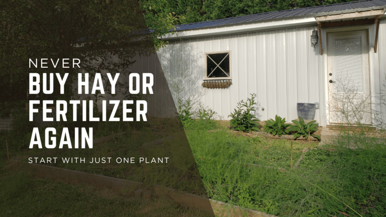 compfrey and aspargus plants growing alongside Dixie Living homestead building