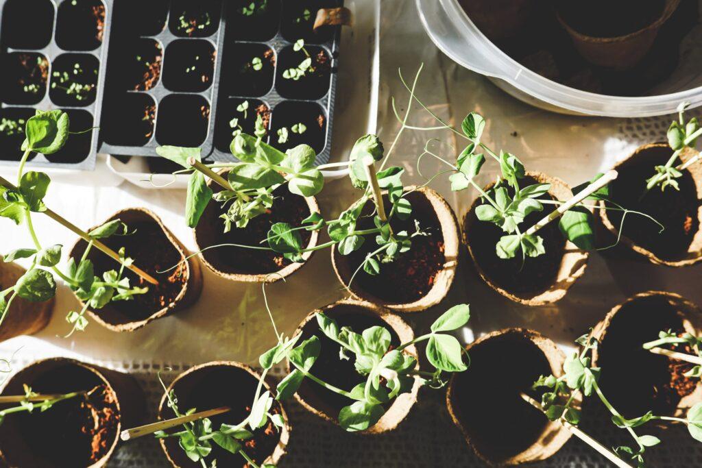 Top 10 Seeds to Plant In February: A Get-growing Guide for New Gardeners! -  Dixie Living Homestead: Biohacks & Longevity for Gen X