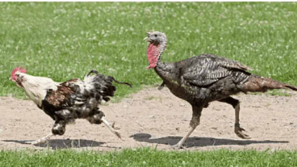 a turkey is chasing a chicken