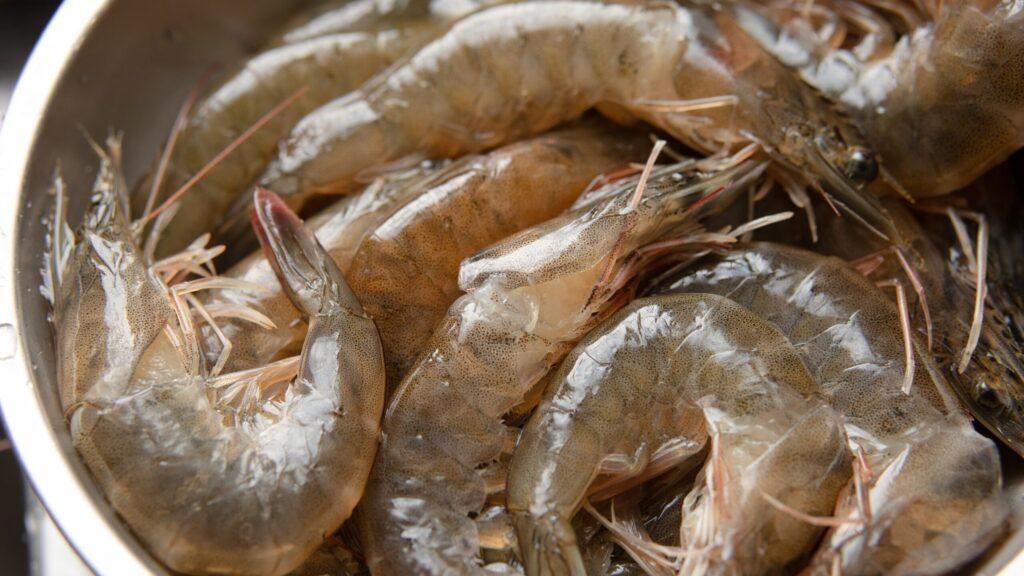 fresh shrimp