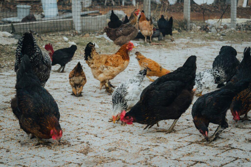 eating fermented feed