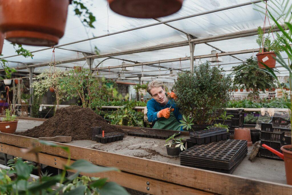 greenhouse-seeds-to-plant-in-February